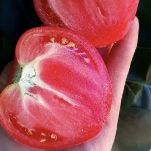 govyadina-s-kusta-5-174811