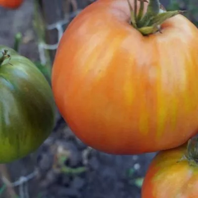 govyadina-s-kusta-7-174811