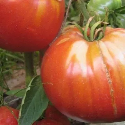 govyadina-s-kusta-8-174811