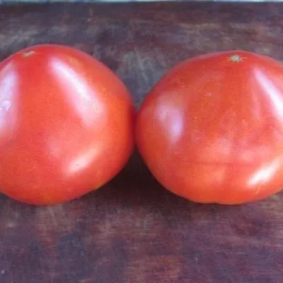 govyadina-s-kusta-9-174811