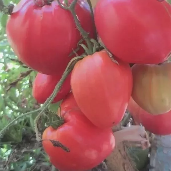 govyadina-s-kusta-main-174811