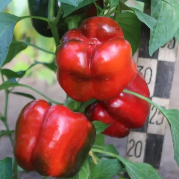 granatovyy-braslet-2-180759