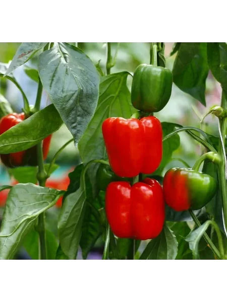 granatovyy-braslet-4-180759