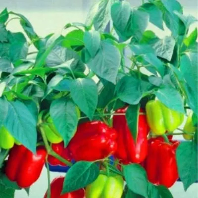 granatovyy-braslet-8-180759