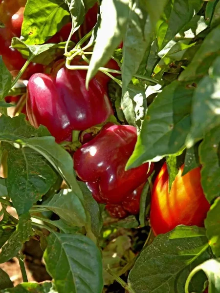 granatovyy-braslet-main-180759