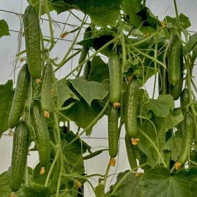 grinlayn-main-200591