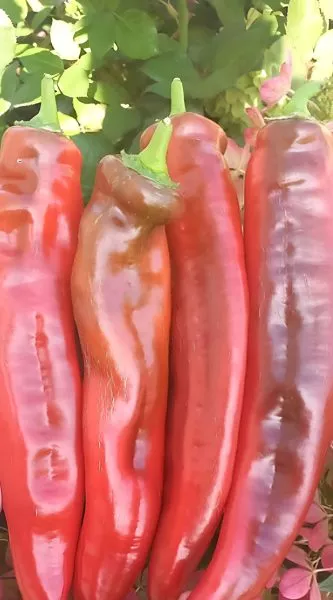 gruzinskiy-nos-2-179383