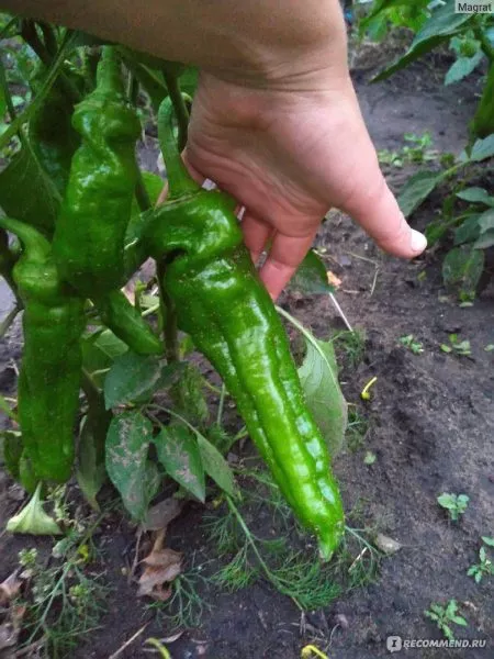 gruzinskiy-nos-3-179383