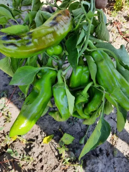 gruzinskiy-nos-5-179383