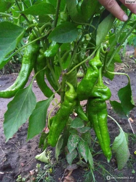 gruzinskiy-nos-6-179383