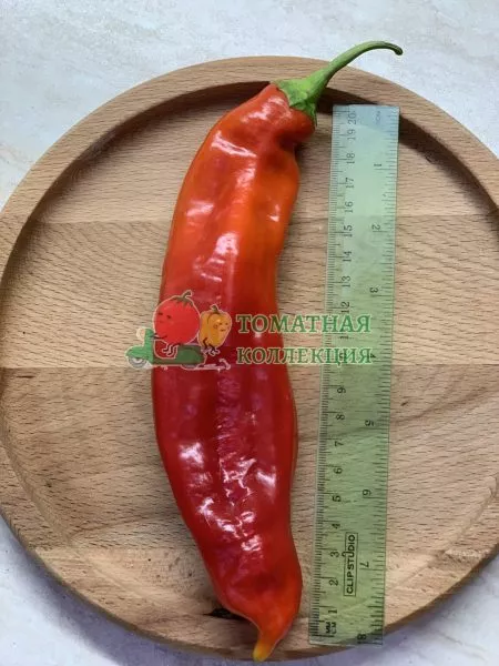 gruzinskiy-nos-7-179383