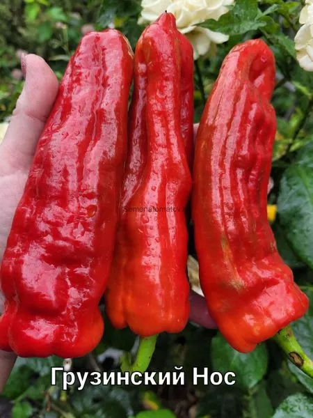 gruzinskiy-nos-main-179383