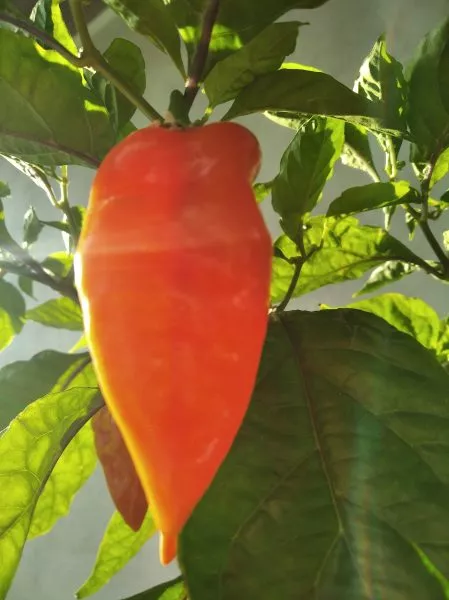 habanero-habanada-1-191061
