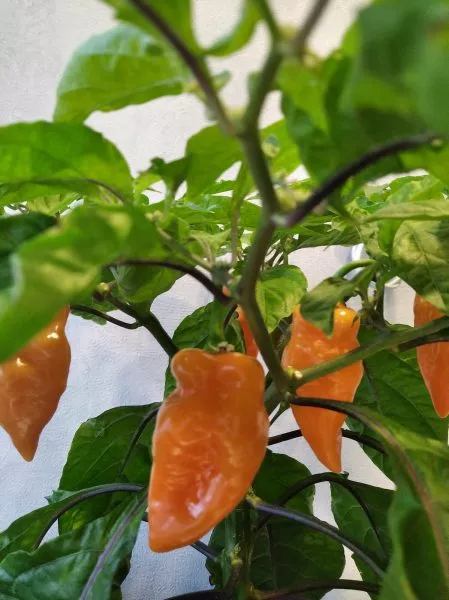 habanero-habanada-2-191061