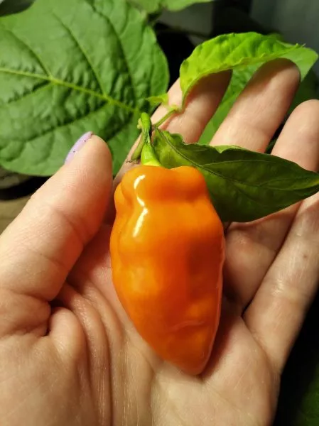 habanero-habanada-4-191061