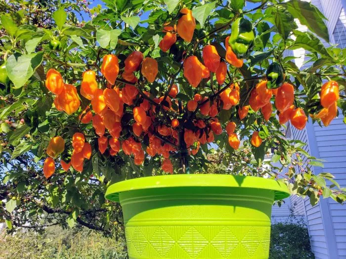 habanero-habanada-6-191061