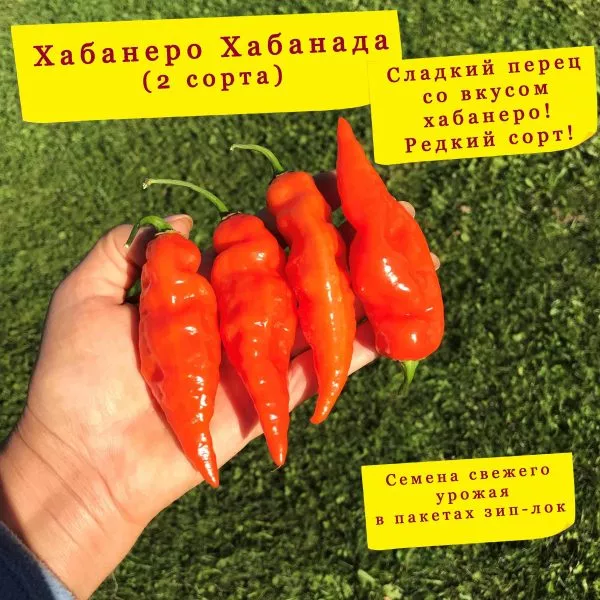 habanero-habanada-8-191061