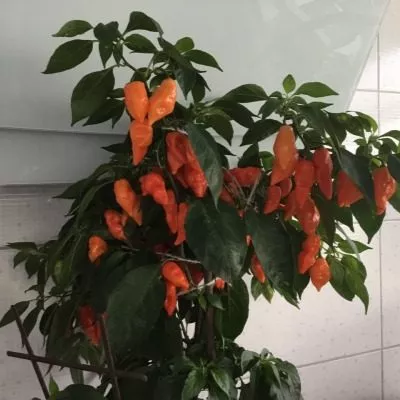 habanero-habanada-9-191061
