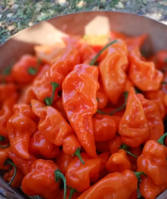 Хабанеро Хабанада