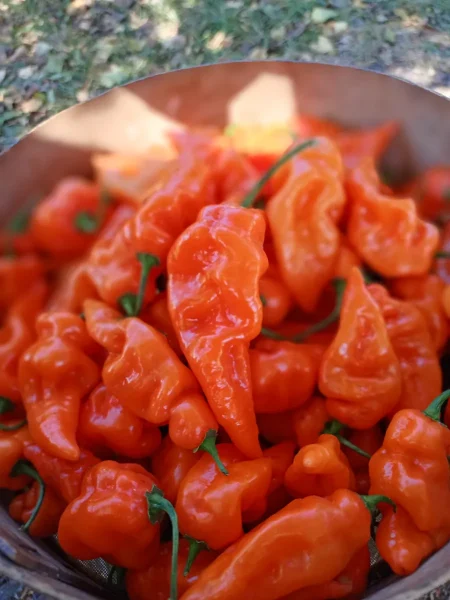 habanero-habanada-main-191061