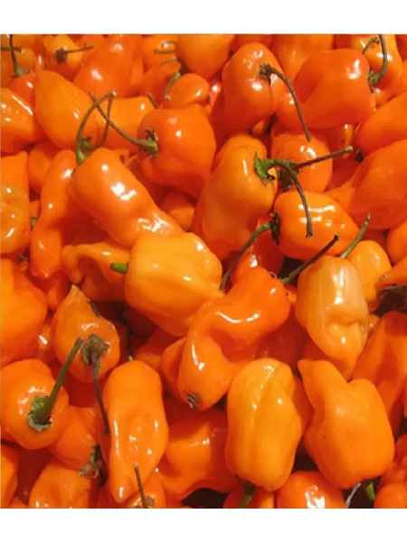 habanero-oranzhevyy-habanero-orange-1-186263