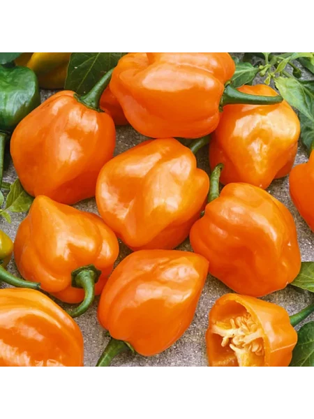 habanero-oranzhevyy-habanero-orange-3-186263