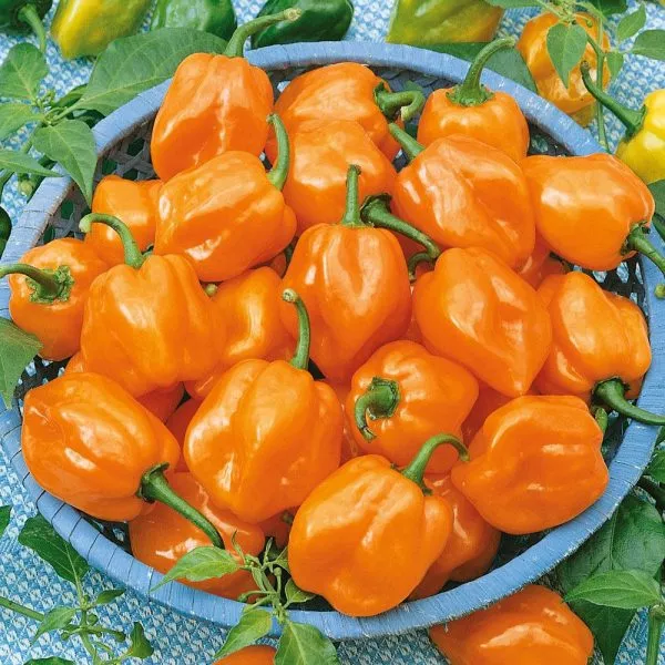 habanero-oranzhevyy-habanero-orange-4-186263