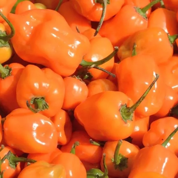 habanero-oranzhevyy-habanero-orange-7-186263