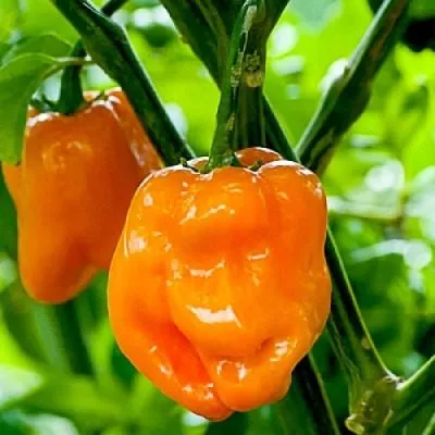 habanero-oranzhevyy-habanero-orange-9-186263