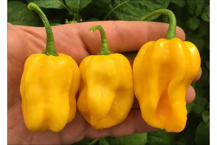 habanero-zheltyy-habanero-yellow-10-180557