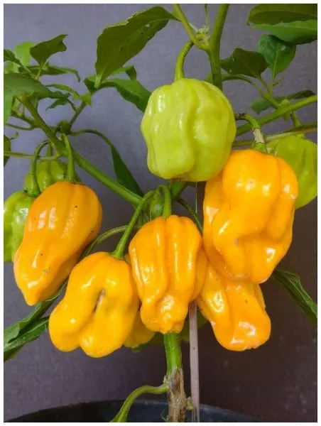 habanero-zheltyy-habanero-yellow-11-180557