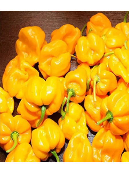 habanero-zheltyy-habanero-yellow-3-180557
