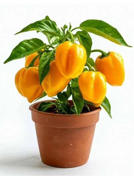habanero-zheltyy-habanero-yellow-5-180557