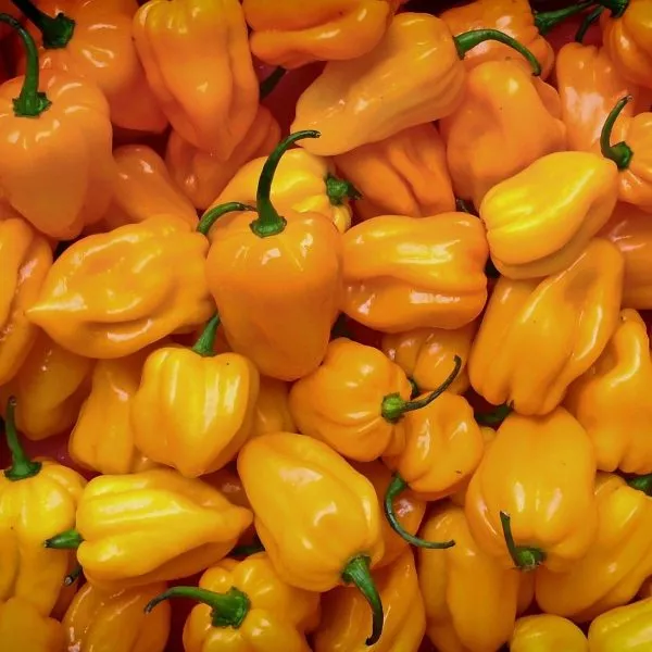 habanero-zheltyy-habanero-yellow-6-180557