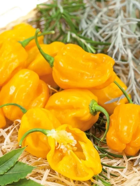 habanero-zheltyy-habanero-yellow-7-180557