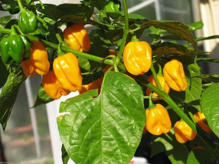 habanero-zheltyy-habanero-yellow-8-180557