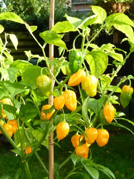 habanero-zheltyy-habanero-yellow-9-180557