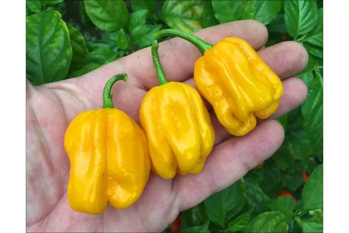 habanero-zheltyy-habanero-yellow-main-180557