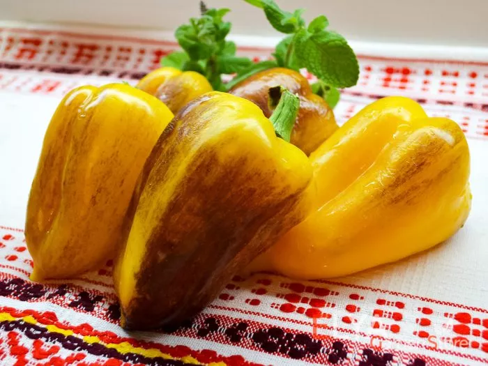 hameleon-main-182609