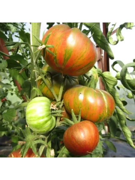 harvard-skver-1-170603