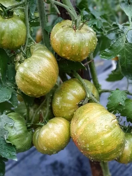 harvard-skver-3-170603