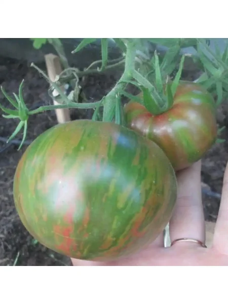 harvard-skver-5-170603