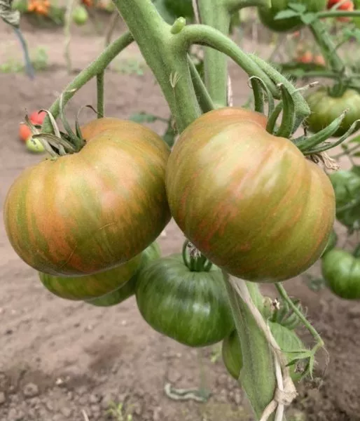 harvard-skver-6-170603