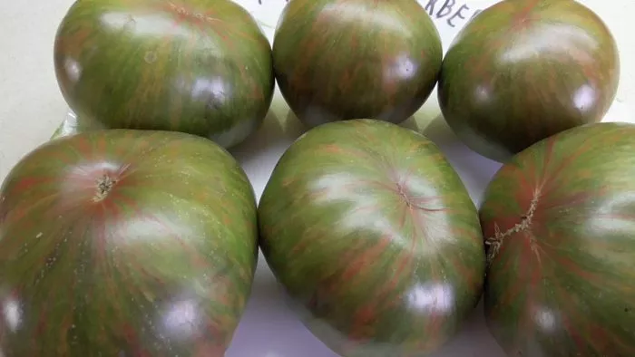 harvard-skver-7-170603