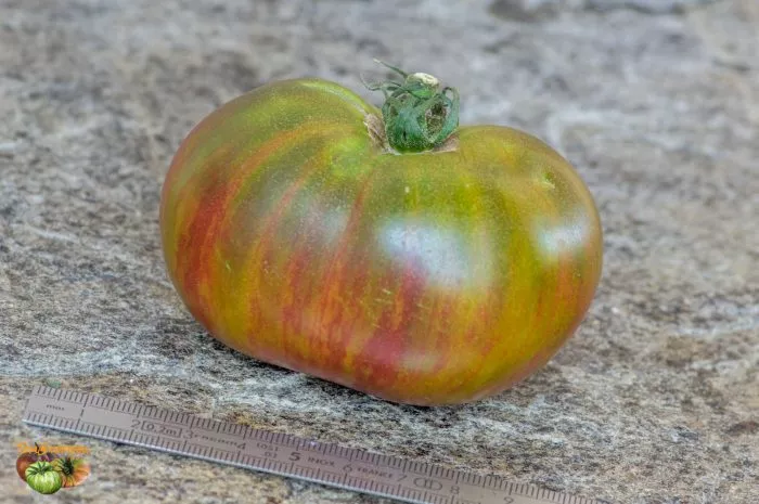 harvard-skver-8-170603