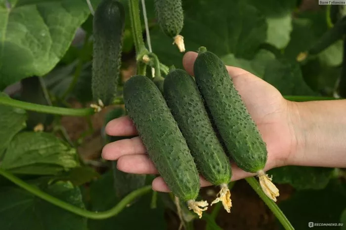 hrustyaschee-schaste-3-198348