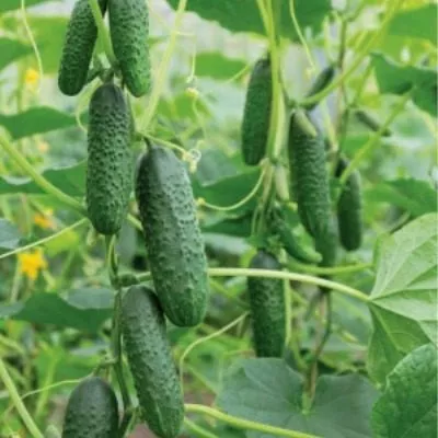 hrustyaschee-schaste-4-198348