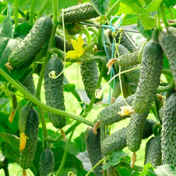 hrustyaschee-schaste-main-198348