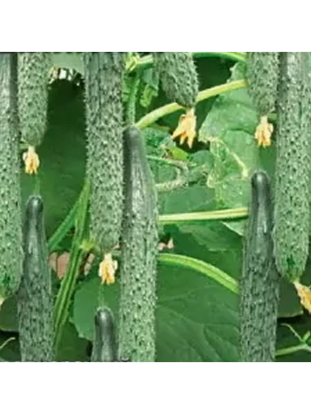 hrustyaschiy-alligator-2-192279