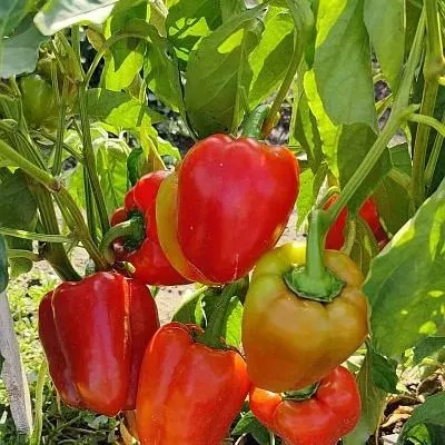 ilya-muromets-8-181128